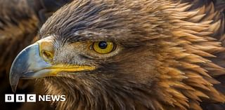 Dead golden eagle found in plastic bag near Stirling