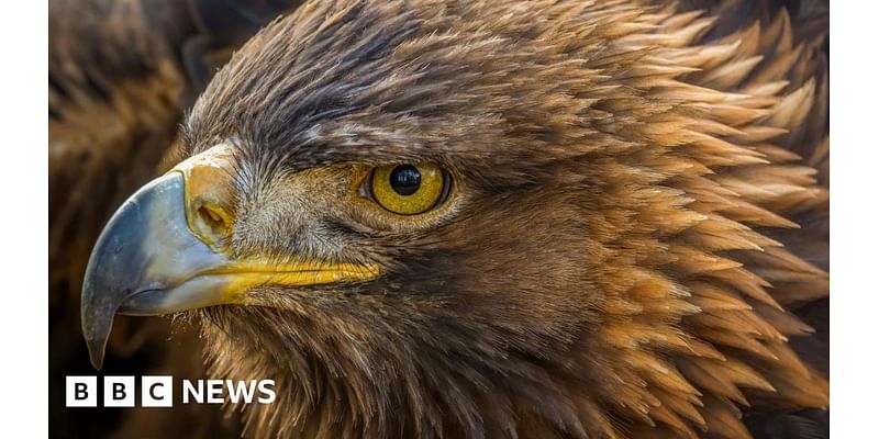 Dead golden eagle found in plastic bag near Stirling