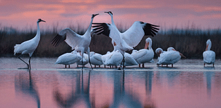 Nebraska photographer's book chronicles whooping cranes' journey