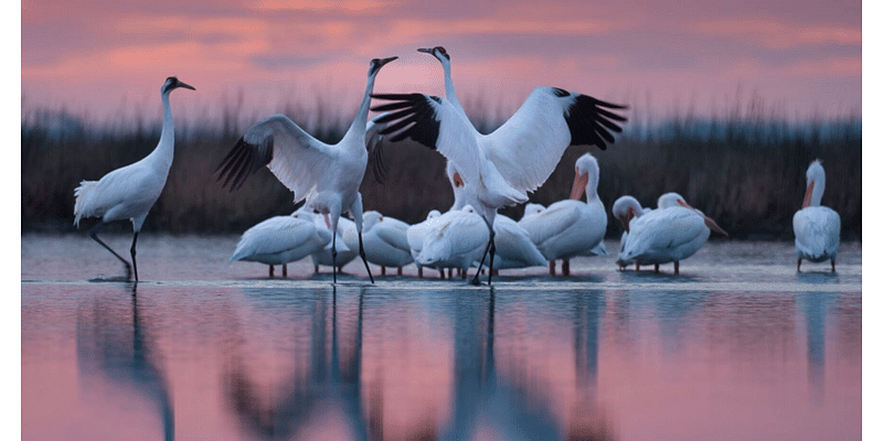 Nebraska photographer's book chronicles whooping cranes' journey