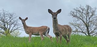 Farmer support could lead Pennsylvania to lift its near-total ban on Sunday hunting