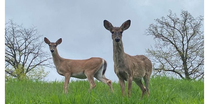 Farmer support could lead Pennsylvania to lift its near-total ban on Sunday hunting