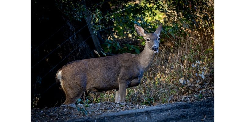 Expanded Sunday hunting days added: PA Game Commission