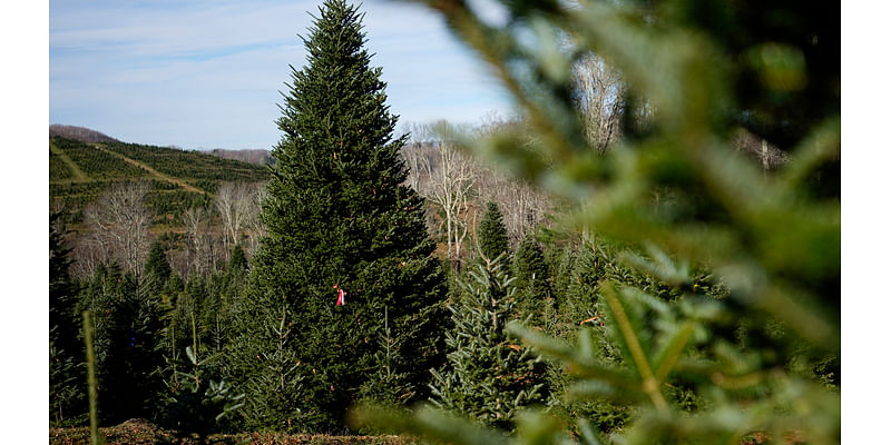 The White House's Christmas tree is a symbol of resilience for hurricane-hit North Carolina farms