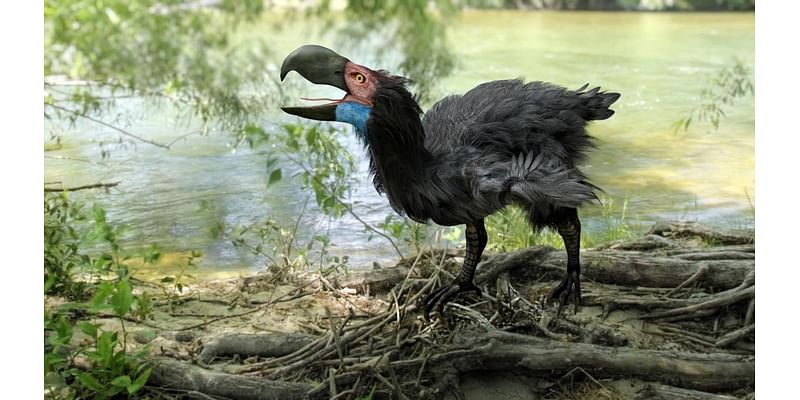 Meat-eating terror birds could grow up to 12 feet tall