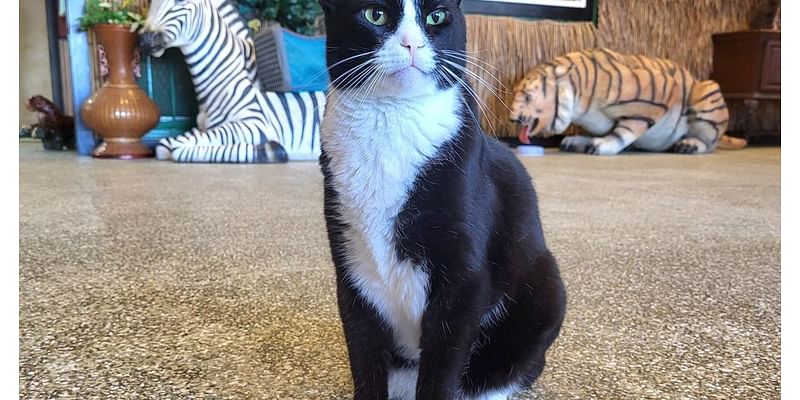 Adoptable cats play, roam at Jim Beam's Corner Cattery in Effingham