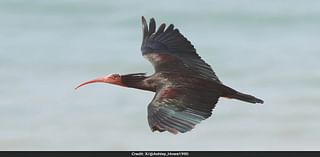 Ancient Bird, Once Thought Extinct, Makes A Comeback After 300 Years