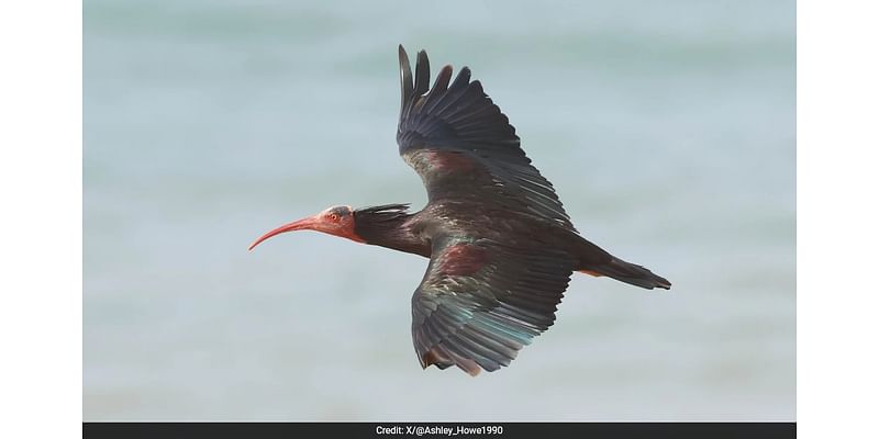 Ancient Bird, Once Thought Extinct, Makes A Comeback After 300 Years