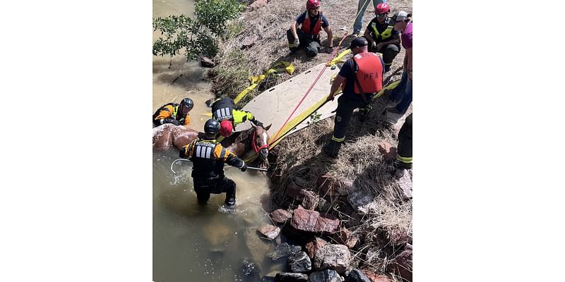 Poudre firefighters rescue blind horse from ditch near Fort Collins