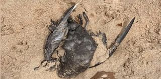 Shocking reason keep dead birds keep washing up on iconic Sydney beaches