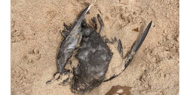 Shocking reason keep dead birds keep washing up on iconic Sydney beaches