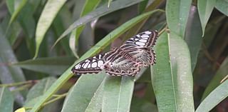 Monarch butterfly migration through south Texas expected to begin any day now