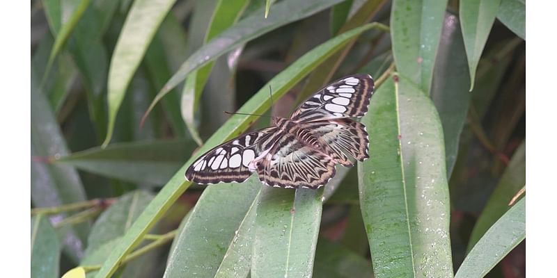 Monarch butterfly migration through south Texas expected to begin any day now