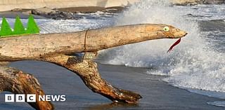 Porthcawl: Fight to save Lizzy 'logness monster' lizard from sea