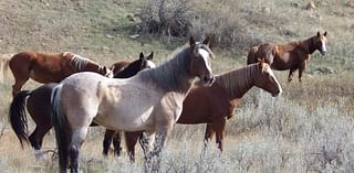 National Park Service plans bison, horse roundups at TRNP in North Dakota; advocate group objects