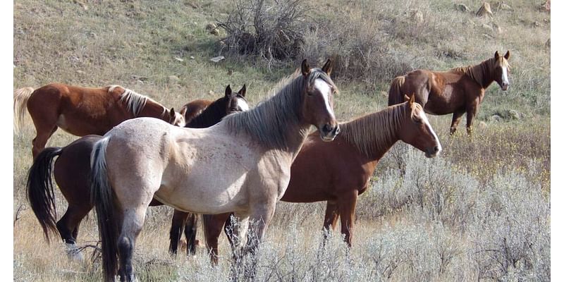 National Park Service plans bison, horse roundups at TRNP in North Dakota; advocate group objects