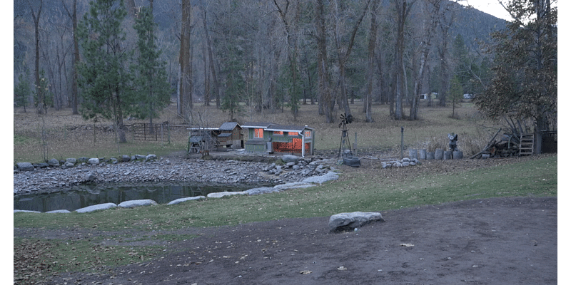 Bird flu detected in chicken flock east of Missoula