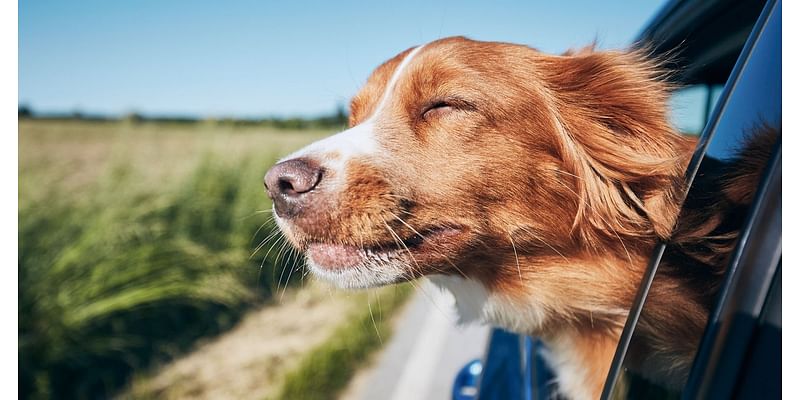 Model Y Is Getting a Mutt Makeover, Joining the List of Cars Designed for—and by—Dogs