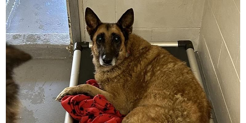 Up for adoption in Morganton: Emma, a senior dog who needs a good retirement home