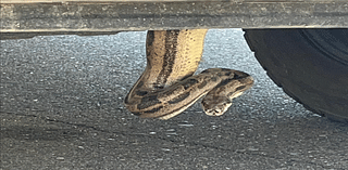 Arizona man finds boa constrictor slithering from truck