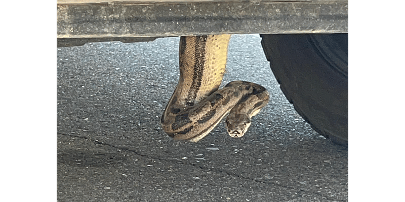 Arizona man finds boa constrictor slithering from truck