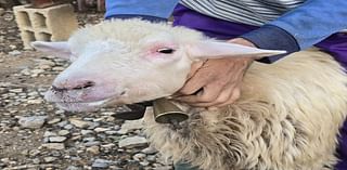 Bluetongue virus threatens Sardinia’s historic sheep farming industry