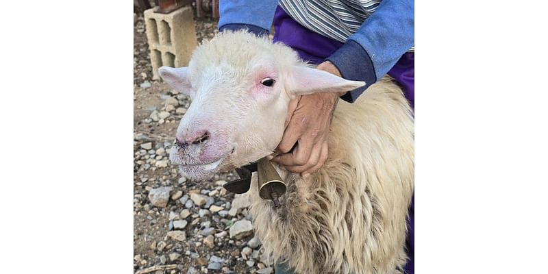 Bluetongue virus threatens Sardinia’s historic sheep farming industry