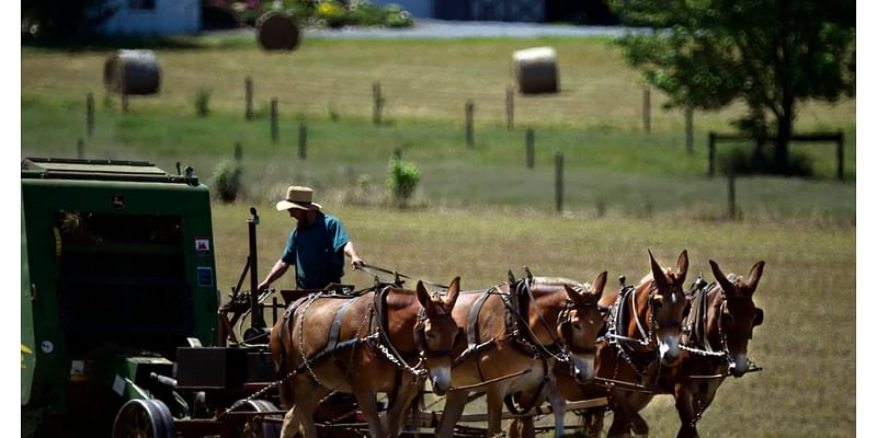 Amish are the most reliably Republican group in the country [The Scribbler]