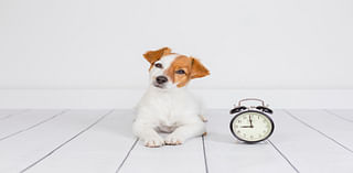 How pets deal with big changes like Daylight Saving Time and the election