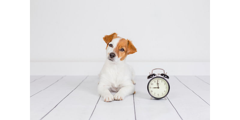 How pets deal with big changes like Daylight Saving Time and the election