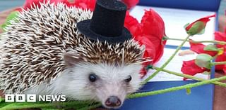 Hedgehog invited as 'guest of honour' at Suffolk couple's wedding