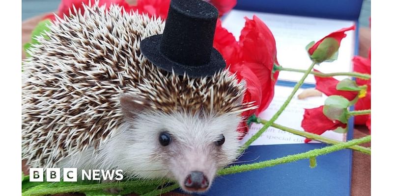 Hedgehog invited as 'guest of honour' at Suffolk couple's wedding