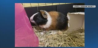 Abandoned to adopted: Guinea pigs dumped in Mass. woods ready for second chance