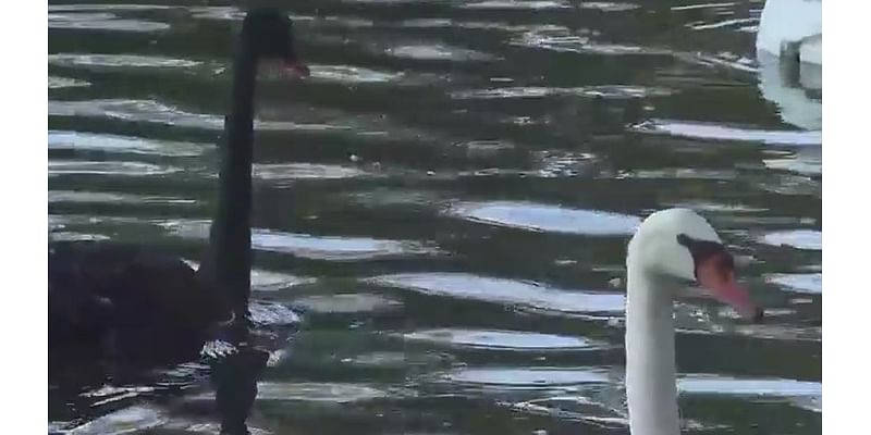 Orlando holds annual swan check-up