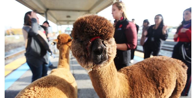 5 llamas escape owner, go for stroll on Utah train tracks