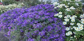 This fall purple-bloomer is one of the showiest native asters yet: George’s Plant Pick of the Week