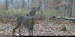 Here's how to legally track a deer after dark in Pa. [column]