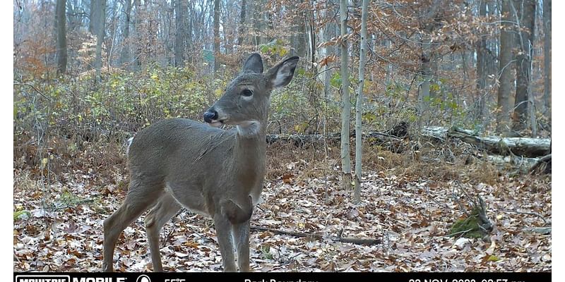 Here's how to legally track a deer after dark in Pa. [column]