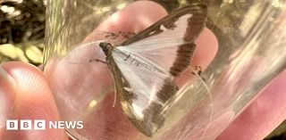 Number of box tree moths on rise in North East, experts say