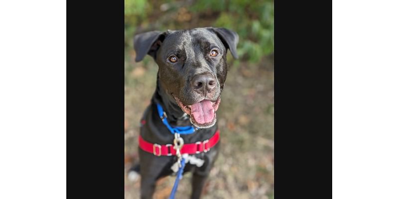 Alexandria Pet Of The Week: A Friend For Kids And Dogs