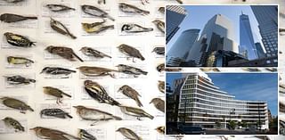 Birds are dying by smashing into NYC skyscrapers in record numbers — here’s potentially why