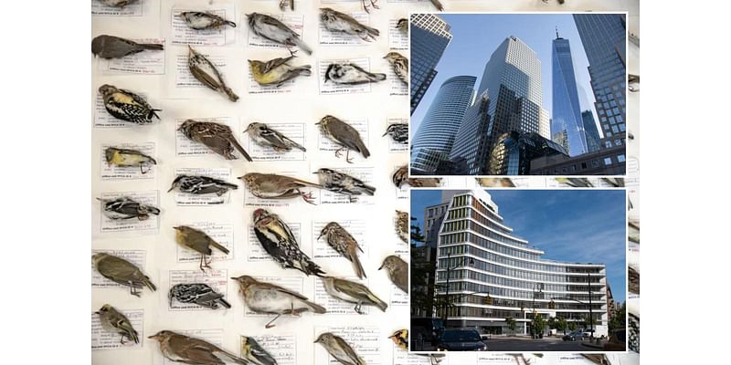 Birds are dying by smashing into NYC skyscrapers in record numbers — here’s potentially why