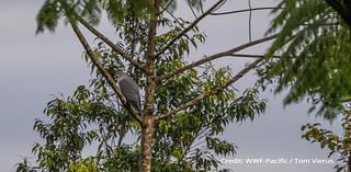 Look! First-known photo of rare ‘lost species’ captured on island