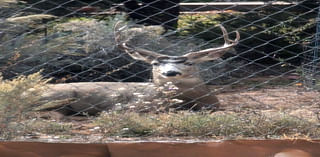 Daily Postcard: Buck Relaxes In White Rock Backyard