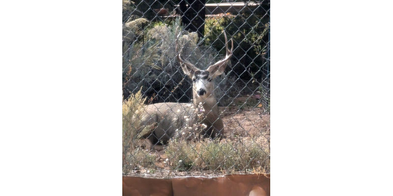 Daily Postcard: Buck Relaxes In White Rock Backyard