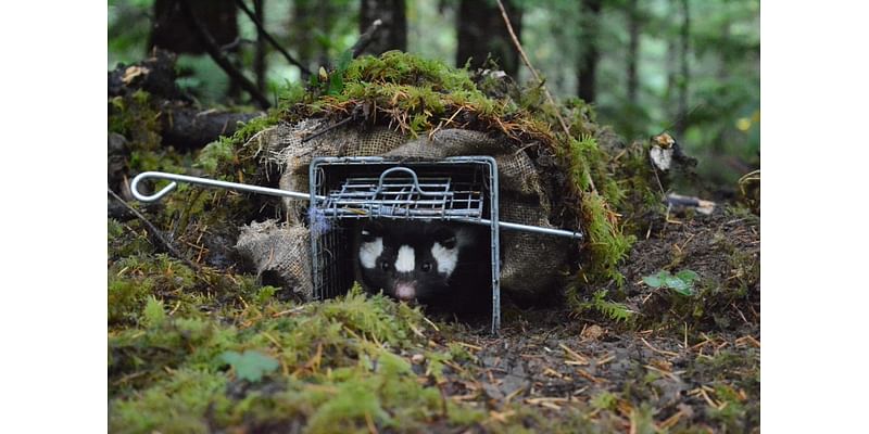 Oregon researcher sprayed roughly 100 times in quest to study tiny skunk