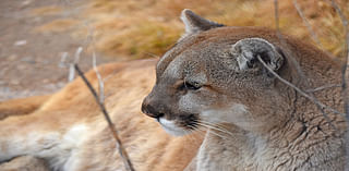 Proposition 127: Hunting and trapping of mountain lions, bobcats and lynx would be banned in Colorado