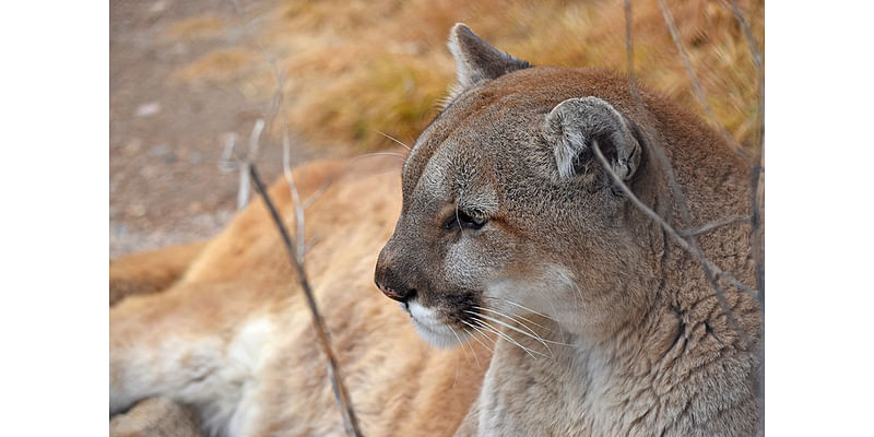 Proposition 127: Hunting and trapping of mountain lions, bobcats and lynx would be banned in Colorado