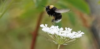 Scientists want your help to digitize historic data on bees