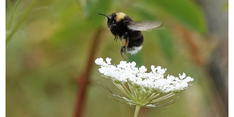 Scientists want your help to digitize historic data on bees